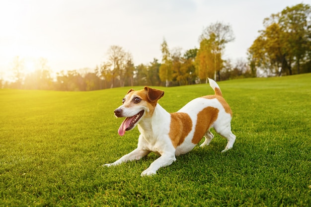 Building a Bond: Positive Reinforcement in Dog Training