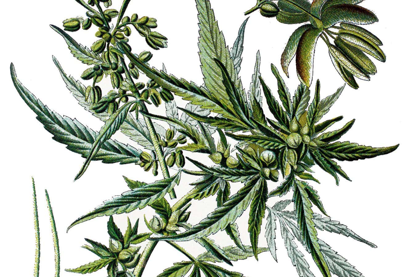 Blazing Trails The Evolving World of Cannabis