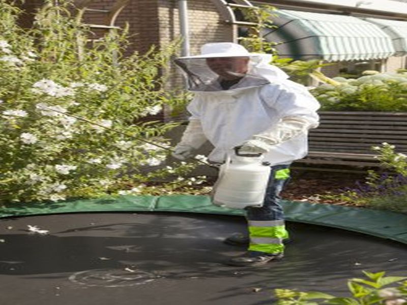 Mastering Pest Control for Rats: Expert Tips